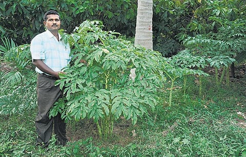 முன்னத்தி ஏர் 21: புதுக்கோட்டை ஆப்பிளும் புதுமையான உரமும்﻿