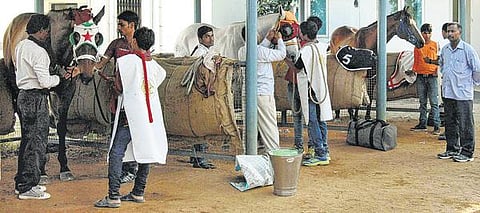 பந்தயக் குதிரைகளும் பக்குவப்படுத்தும் கலையும்﻿