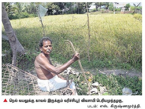 புகையான் நோயால் புகைந்துபோன நெற்பயிர்கள்﻿: காவல் காத்த சம்பளம் கூட கிடைக்காமல் விவசாயிகள் கண்ணீர்﻿