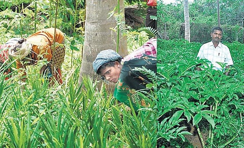 முன்னத்தி ஏர் 22: கந்தர்வக்கோட்டை உணவுக் காடு﻿