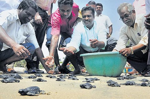‘ஆலிவ் ரிட்லி’ ஆமை குஞ்சுகள் வனத்துறையால் கடலில் விடப்பட்டன