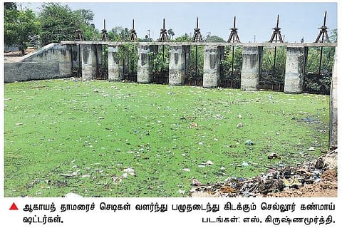 25 ஆண்டுகளாக கண்டுகொள்ளாத அதிகாரிகள்: 250 ஏக்கரில் இருந்து 60 ஏக்கராக சுருங்கிய செல்லூர் கண்மாய்﻿
