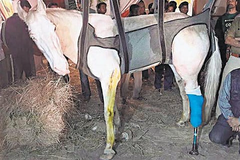 சக்திமான் குதிரைக்கு செயற்கைக் கால்﻿: சர்ச்சையில் சிக்கிய பாஜக எம்எல்ஏ கைது﻿