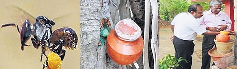 தோட்டங்களில் தேனீக்களை வளர்த்தால் 30% கூடுதல் மகசூல்﻿: மதுரை வேளாண் பல்கலை. கல்லூரி ஆராய்ச்சியில் கண்டுபிடிப்பு﻿