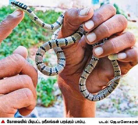கோவையில் அரிய வகை பறக்கும் பாம்பு மீட்பு