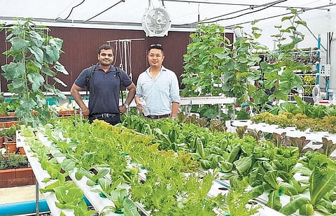 தண்ணீரில் காய்கறி வளர்க்கலாம்: சென்னை இளைஞரின் புதுமை வழி﻿
