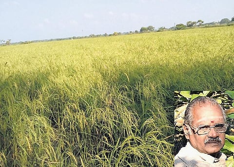 முன்னத்தி ஏர் 24: இரு பயிர் சாகுபடியால் தப்பிக்கலாம்﻿