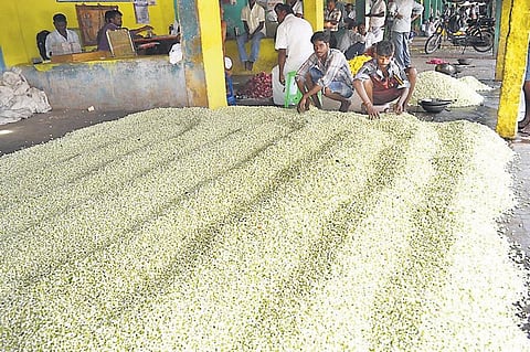கோடை சீசனால் வரத்து அதிகரிப்பு: மல்லிகை பூ விலை கடும் சரிவு﻿ - கிலோ ரூ.80க்கு விற்பனை﻿