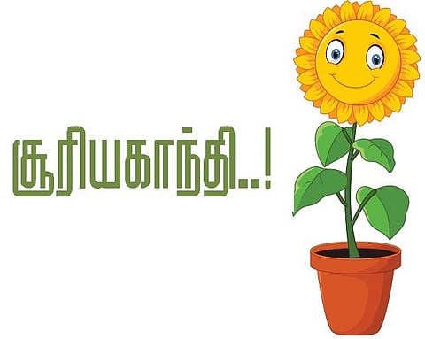 குழந்தைப் பாடல்: சூரியகாந்தி..!﻿