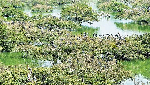 பறவைகள் வரத்து 60 ஆயிரத்தை தாண்டியது﻿: வேடந்தாங்கல் நீர்நிலைகளில் மரங்களை நட வனத்துறை திட்டம்﻿ - 1.25 லட்சம் பார்வையாளர்கள் வந்துள்ளனர்﻿