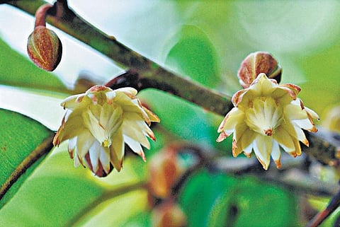 கிழக்கில் விரியும் கிளைகள் - 25: ஆக்சிஜன் அமுதசுரபி﻿