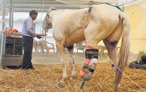 சக்திமான் குதிரை 45 நாட்களில் நடக்கும்﻿: சிகிச்சையளிக்கும் உத்தராகண்ட் மருத்துவர்கள் தகவல்﻿