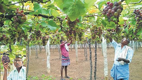 பன்னீர் திராட்சை சாகுபடி: ஆண்டுக்கு ரூ. 3 லட்சம் லாபம்﻿