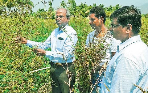 குறுகிய காலத்தில் அதிக மகசூல் அளிக்கும் பாபா அணு ஆராய்ச்சி மையத்தின்  புதிய ரக துவரை அறிமுகம்﻿: ஹெக்டேருக்கு ரூ.50,000 கூடுதல் வருவாய்﻿