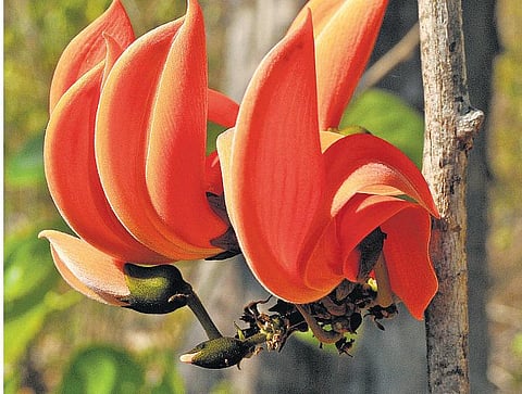 கிழக்கில் விரியும் கிளைகள் 28: நிலங்களை மீட்கும் மரம்