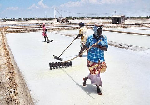 சுட்டெரிக்கும் வெயிலால் தூத்துக்குடியில் உப்பு உற்பத்தி அதிகரிப்பு﻿
