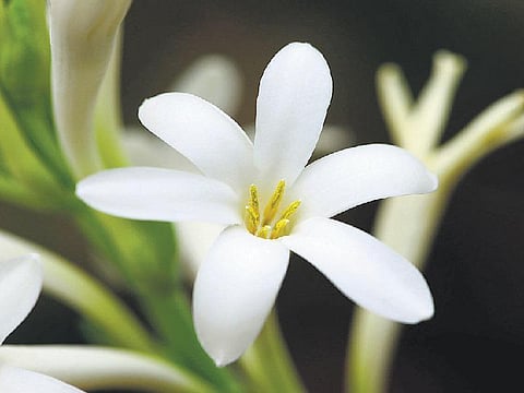 பி.எச்டி. ஆராய்ச்சியாளரின் சம்பங்கிப் பூ சாகுபடி﻿