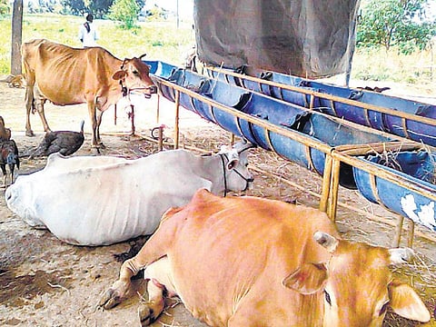 முன்னத்தி ஏர் 31- கால்நடைகளைப் போற்றும் இயற்கை வேளாண்மை﻿
