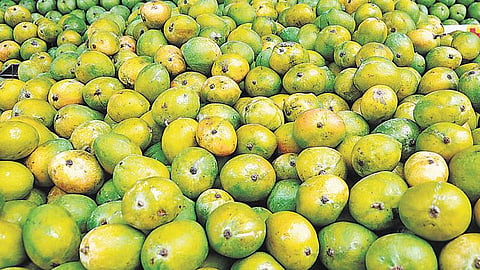 45 நாட்கள் தாமதமாக தொடங்கிய சீசன்: மல்கோவா ரக மாம்பழங்கள் கிலோ ரூ.100க்கு விற்பனை﻿