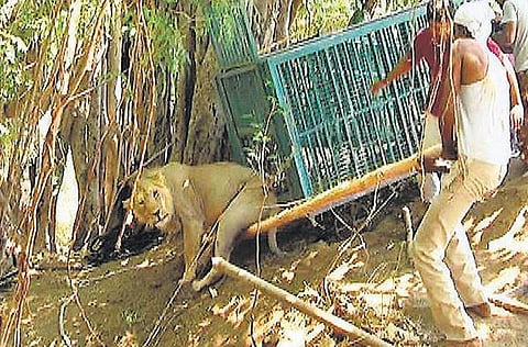 100 அடி ஆழ கிணற்றில் விழுந்த சிங்கம் மீட்பு﻿