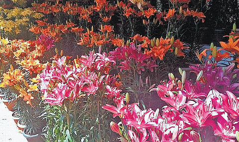 உதகை மலர் கண்காட்சி ஏற்பாடுகள் தீவிரம்﻿: 27-ம் தேதி தொடக்கம்﻿