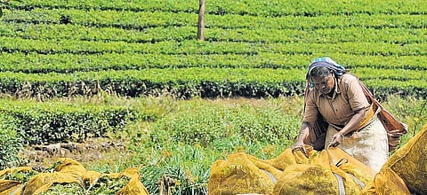 வால்பாறையில் இருந்து வெளியேறும் தேயிலை எஸ்டேட் தொழிலாளர்கள்﻿: மாற்றுத் தொழில் ஏற்படுத்த அரசு முன்வருமா?﻿