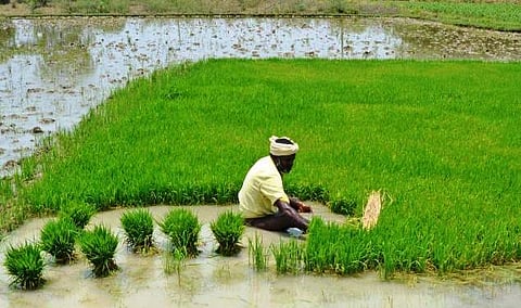 தமிழக அரசின் பயிர் கடன் தள்ளுபடி﻿: விவசாயிகளின் வரவேற்பும் எதிர்பார்ப்பும்﻿