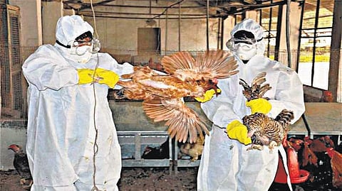 கர்நாடக மாநிலத்தில் வேகமாக பரவும் பறவை காய்ச்சலால் 2 லட்சம் கோழிகள் இற‌ப்பு﻿: தமிழகம், ஆந்திரா, கேரள எல்லைகளில் கண்காணிப்பு﻿