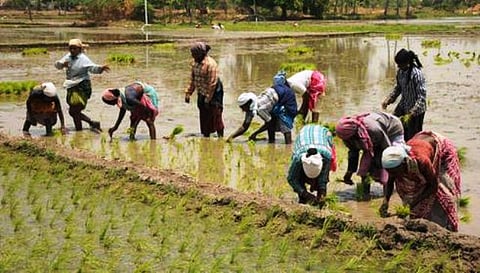 ஏக்கருக்கு ரூ.4,000 மானியம் உட்பட ரூ.54 கோடியில் குறுவை சாகுபடி 6 அம்ச திட்டம்: முதல்வர் ஜெயலலிதா அறிவிப்பு