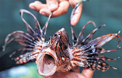 ராமேசுவரம் அருகே﻿ உயிருடன் ஆழ்கடலில் விடப்பட்ட விஷ வகை சாமி மீன்﻿