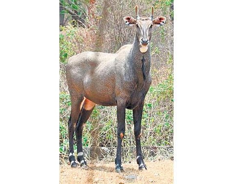 வனவிலங்குகளை கொல்லும் உத்தரவை வாபஸ் பெற வேண்டும்﻿: மத்திய அரசிடம் வன உயிரின பாதுகாப்பு அமைப்பு வலியுறுத்தல்﻿