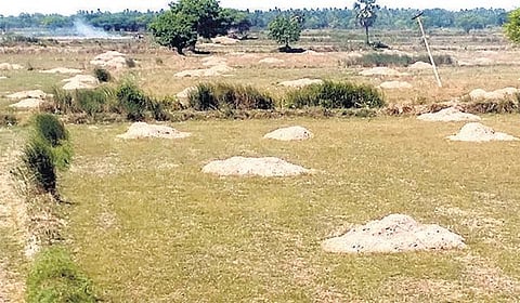 காவிரி டெல்டா பகுதிகளில்﻿﻿ அறுவடைக் காலத்தில் வீணாகும் வைக்கோல்﻿: காகித தொழிற்சாலை தொடங்க வலியுறுத்தல்