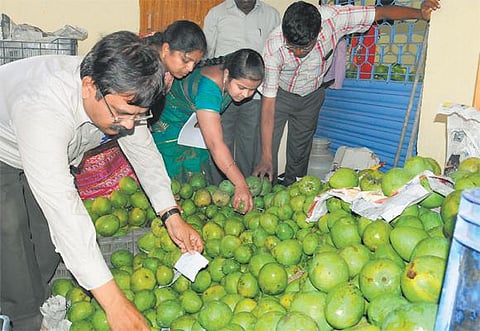 கோயம்பேடு மார்க்கெட்டில்﻿ கார்பைடு கல் மூலம் பழுக்க வைத்த 4.5 டன் மாம்பழங்கள் பறிமுதல்﻿