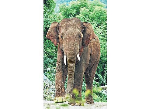 மிஷன் மதுக்கரை மகராஜ்- யானையுடன் மேலும் இரு நண்பர்கள்: வன புகைப்படக் கலைஞர் கூறும் சுவையான தகவல்கள்﻿
