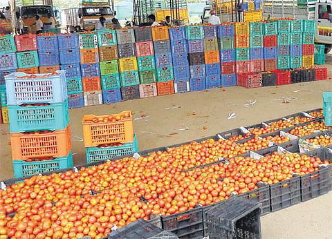 விலை வீழ்ச்சியால் நஷ்டமடைந்த விவசாயிகள்﻿: மீண்டும் சாகுபடி செய்யாததே தக்காளி விலை உயர்வுக்கு காரணம்﻿ - வியாபாரிகள் தகவல்﻿