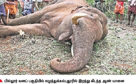 கோவை அருகே மேலும் ஒரு யானை மர்ம மரணம்: மயக்க ஊசியால் இறந்ததாக மீண்டும் சர்ச்சை