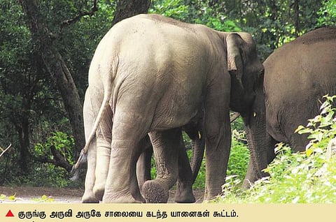 வலசைப் பாதையில் ஒரு வழிகாட்டி: குரங்கு அருவி அருகே ஓர் அற்புதக் காட்சி
