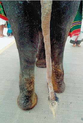 திருப்பதி கோயில் யானை முடி ரூ.1,000-க்கு விற்பனை﻿: ஊழியர்கள் மீது நடவடிக்கை எடுக்க வலியுறுத்தல்﻿