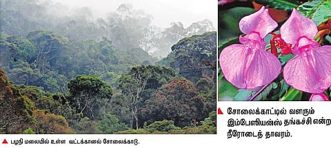 சுற்றுலா விரிவாக்கத்தால் அழியும் சோலைக் காடுகள்: தீவனப் பற்றாக்குறையால் வெளியேறும் விலங்குகள்