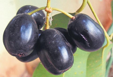 கிழக்கில் விரியும் கிளைகள் 38: இந்தியாவின் மிகப் பழமையான மரம்﻿