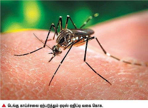டெங்கு காய்ச்சலை பரப்பும்﻿ ஏடிஸ் கொசுக்கள் உற்பத்தியை முற்றிலுமாக தடுக்க வேண்டும்﻿: அதிகாரிகளுக்கு அமைச்சர் உத்தரவு﻿
