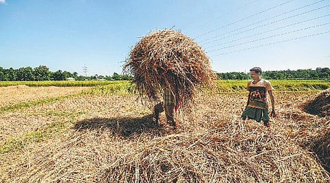 வைக்கோலில் கட்டுமானப் பொருள்﻿