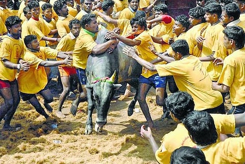 பாரம்பரிய அடையாளத்துக்காக ஜல்லிக்கட்டை ஏற்க முடியுமா?- தமிழக அரசு வாதத்தின் மீது உச்ச நீதிமன்றம் கருத்து