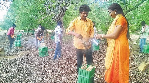 சிவகங்கை மாவட்டத்தில்﻿ நாவல் மரங்கள் நிறைந்த கண்மாயில் மருத்துவ குணம் வாய்ந்த தேன் சேகரிப்பு﻿