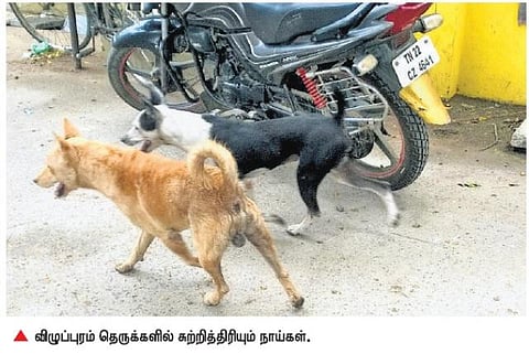 விழுப்புரம் நகரவாசிகளை அச்சுறுத்தும் தெருநாய்கள்: மூன்று மாதங்களில் 9,390 பேருக்கு சிகிச்சை