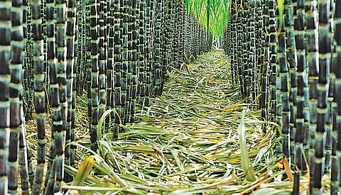 கரும்பு விவசாயிகளுக்கு ஆலைகள் வைத்துள்ள நிலுவை ரூ.6,598 கோடி: மாநிலங்களவையில் அமைச்சர் தகவல்﻿