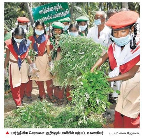 தேசிய அளவில் தீமை விளைவிக்கும் பார்த்தீனியம்﻿: 2 மில்லியன் ஹெக்டேரில் பரவியதால் உணவு உற்பத்தி குறையும் அபாயம்﻿