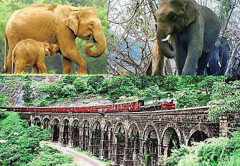 ஆரியங்காவில் சிக்கித் தவிக்கும் யானைகள்﻿