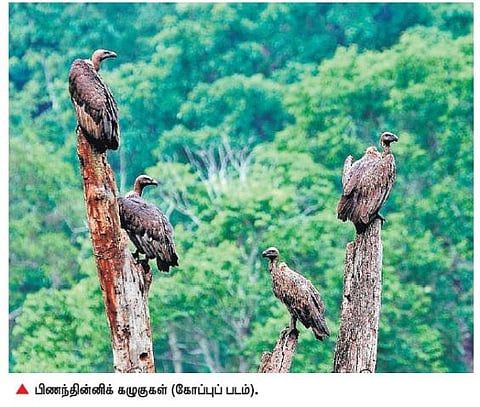 காட்டின் தூய்மைக் காவலனை காப்பாற்றுங்கள்﻿: இயற்கை ஆர்வலர்கள் வேண்டுகோள்