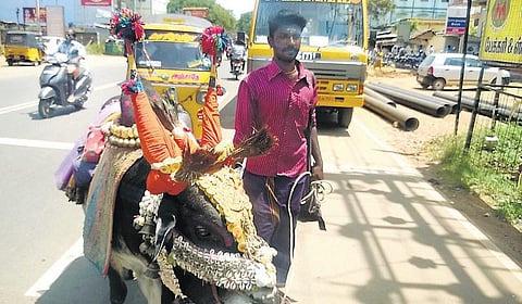 கேரளத்துக்கு அடிமாடாக அனுப்புவதை தவிர்க்க﻿ ‘பூம்பூம்’ மாட்டுக்காரர்களுக்கு காளை கன்றுகள் தானம்﻿